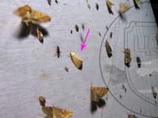 Aegle-kaekeritziana_лёт